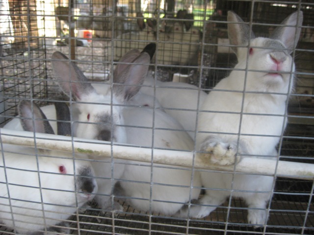 Altex Rabbits